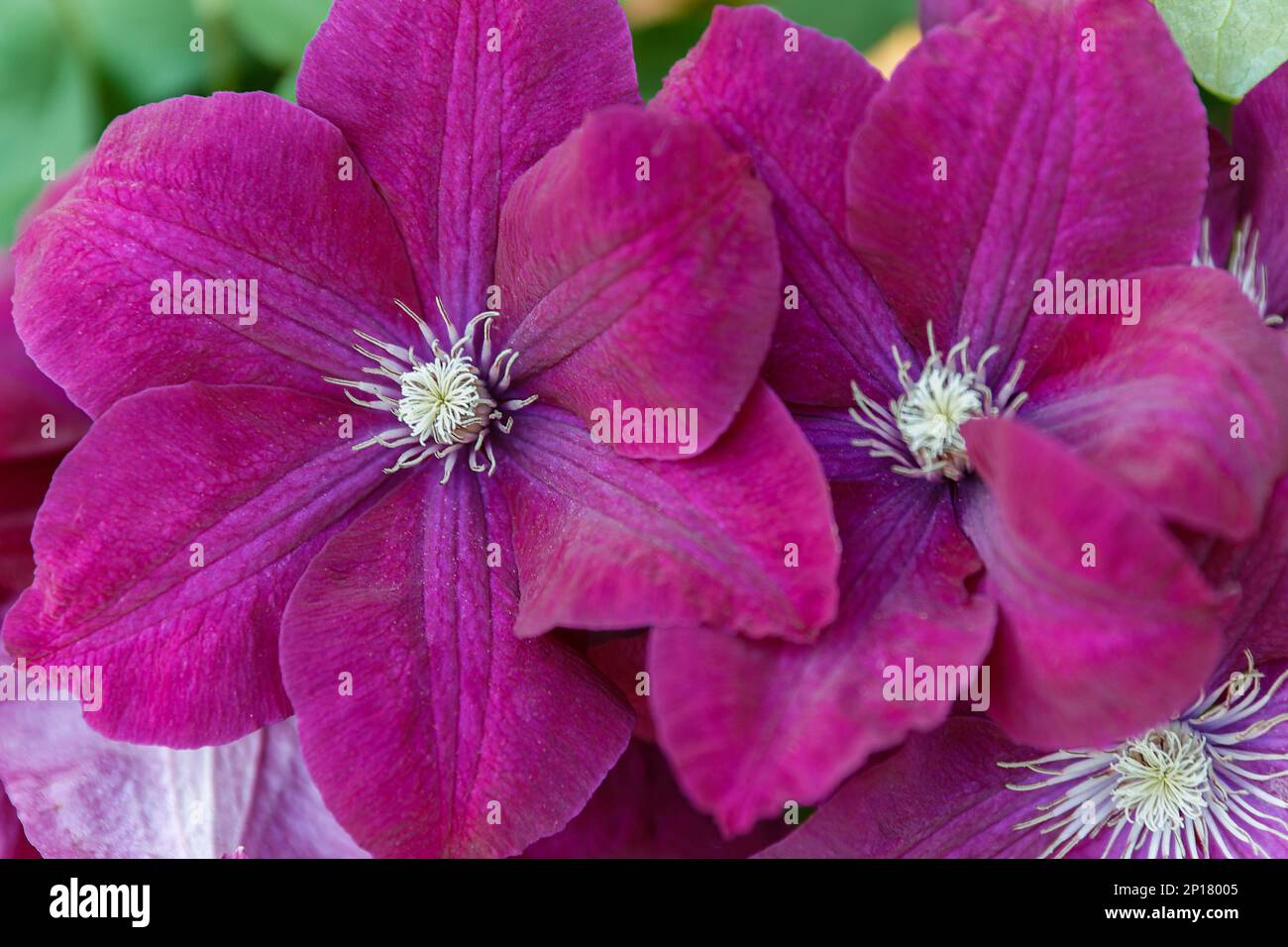 Clematis viticella Carmencita purple flower in the garden design Stock ...