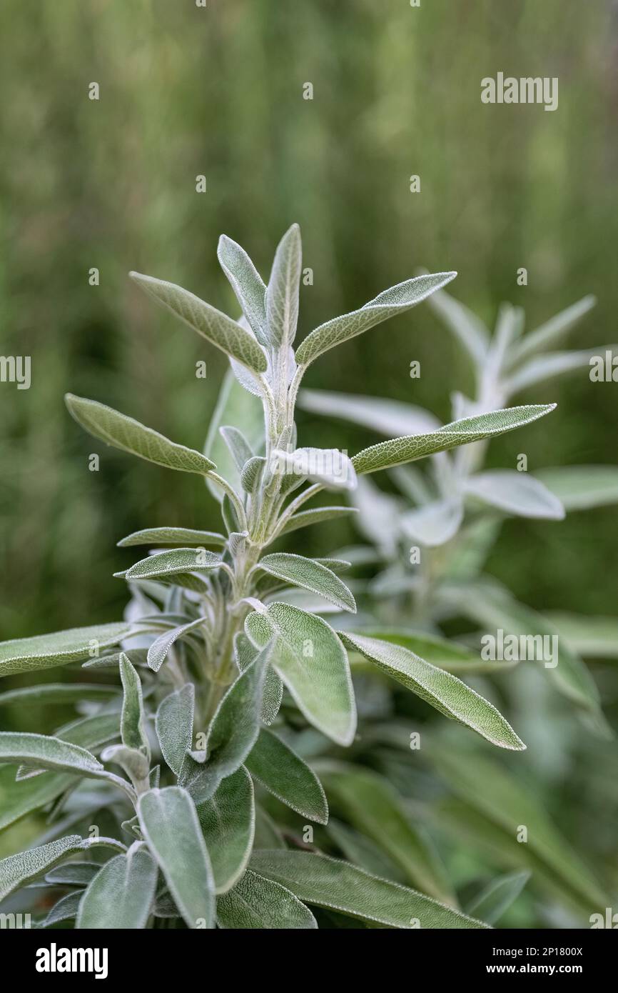 Salvia officinalis purple evergreen medical plant for herbal tea Stock Photo