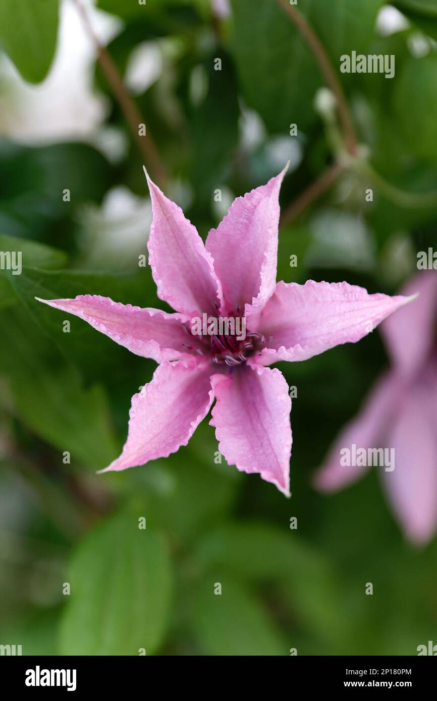 Clematis hagley hybrid pink flower in the garden design Stock Photo