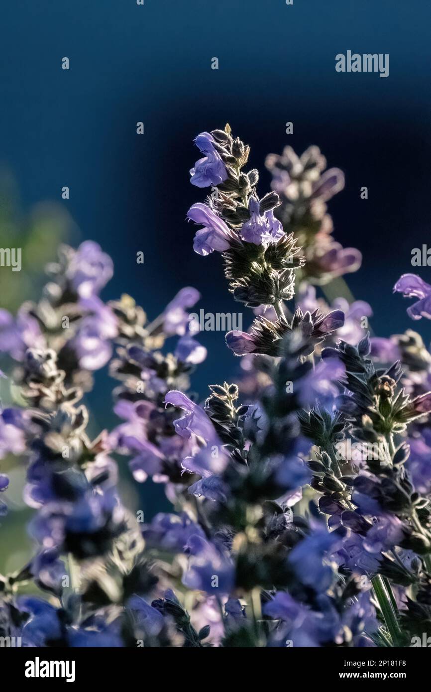 Salvia officinalis purple evergreen medical plant for herbal tea Stock Photo