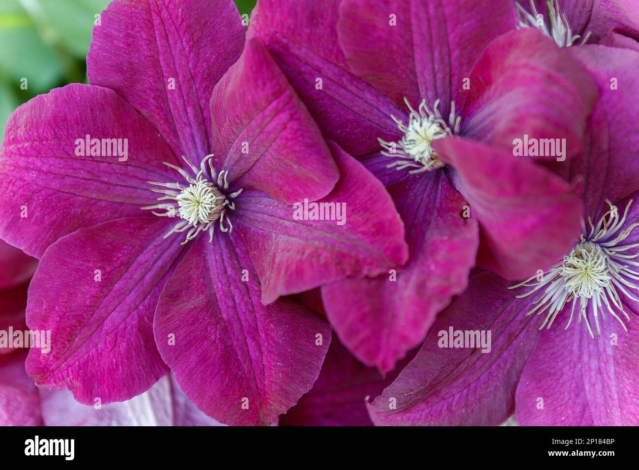 Clematis viticella Carmencita purple flower in the garden design Stock Photo