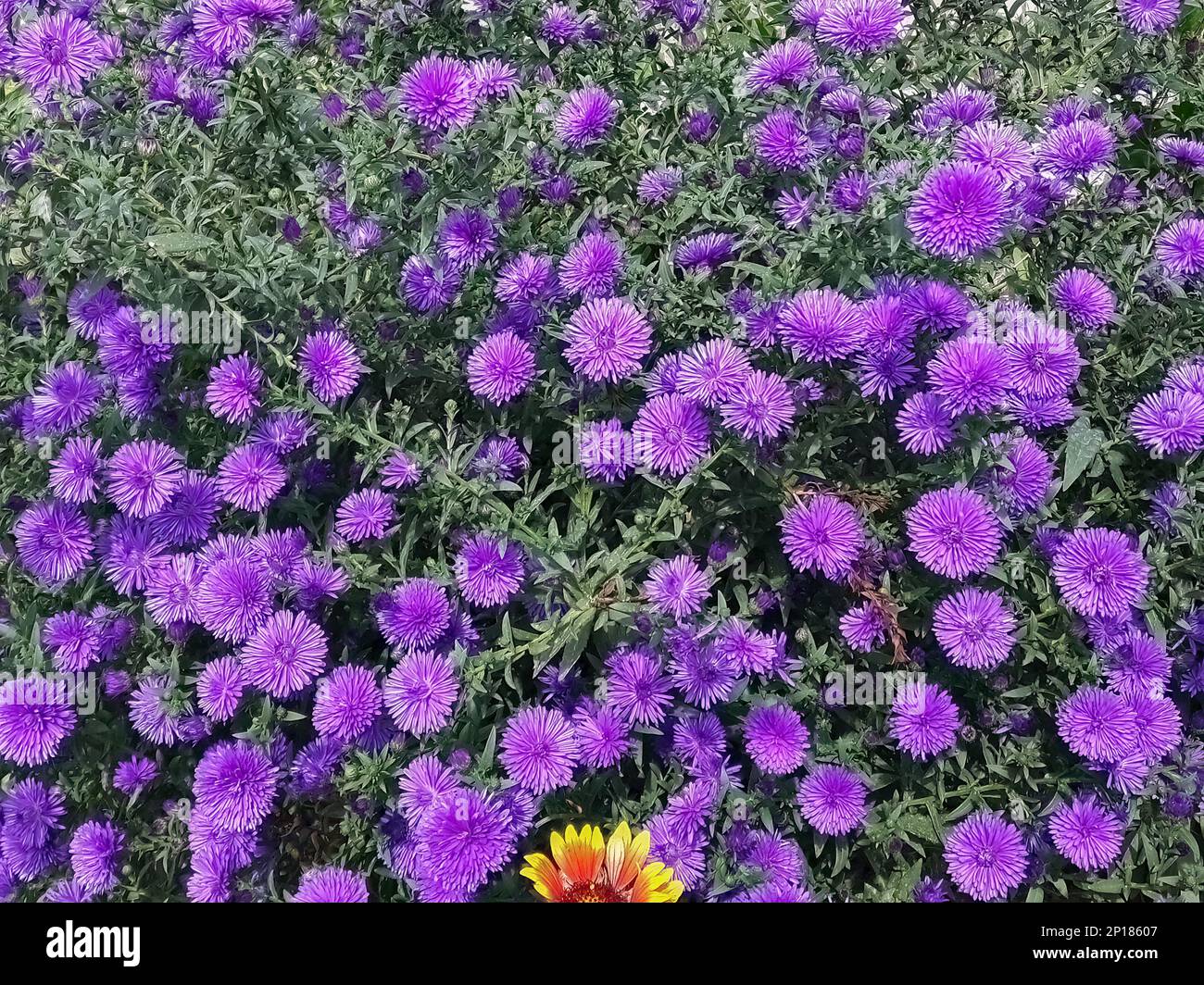 Symphyotrichum novae angliae Grape Crush purple flower in the garden design Stock Photo