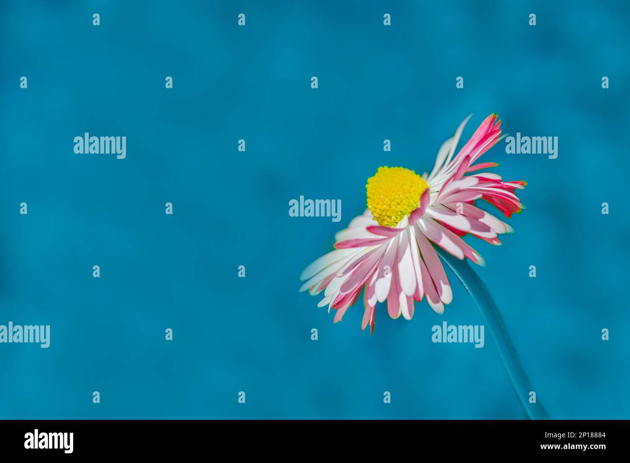 he Pink Daisy Gerbera isolated on blue background Stock Photo