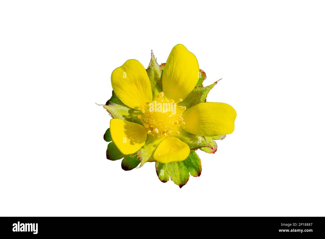 Indian strawberry flower - Latin name - Duchesnea indica Potentilla indica Stock Photo