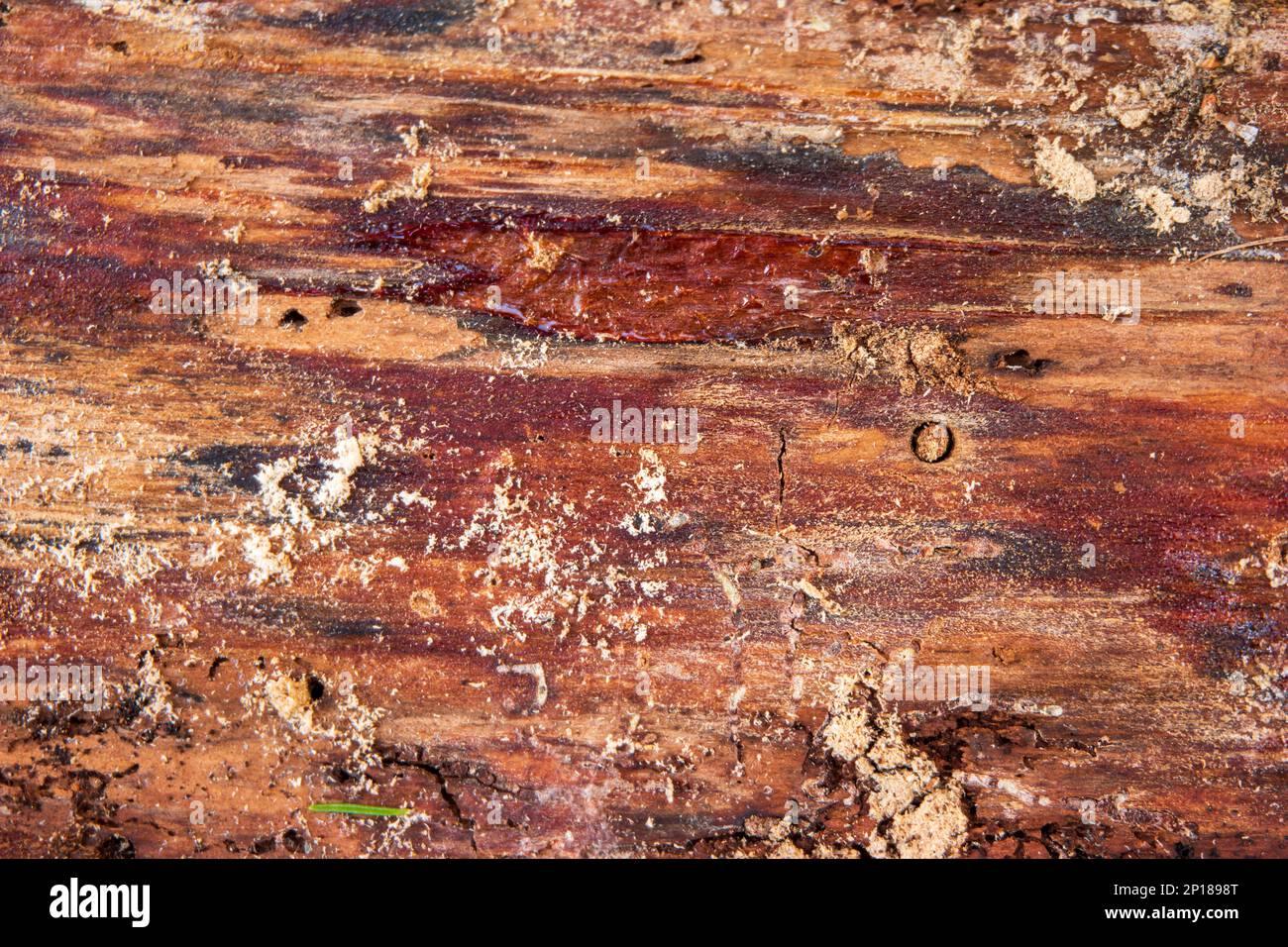 Back of tree bark wooden abstract texture close up top view. Stock Photo