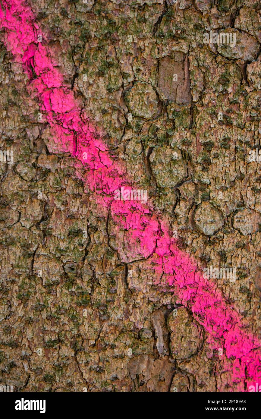 Dark pink spray can marking on forest tree bark man made forestry work Stock Photo Alamy