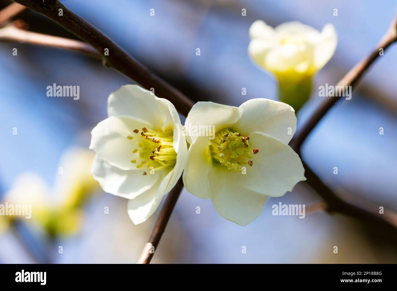 White crocus flowers in the forest, first flowers, early spring, March Stock Photo