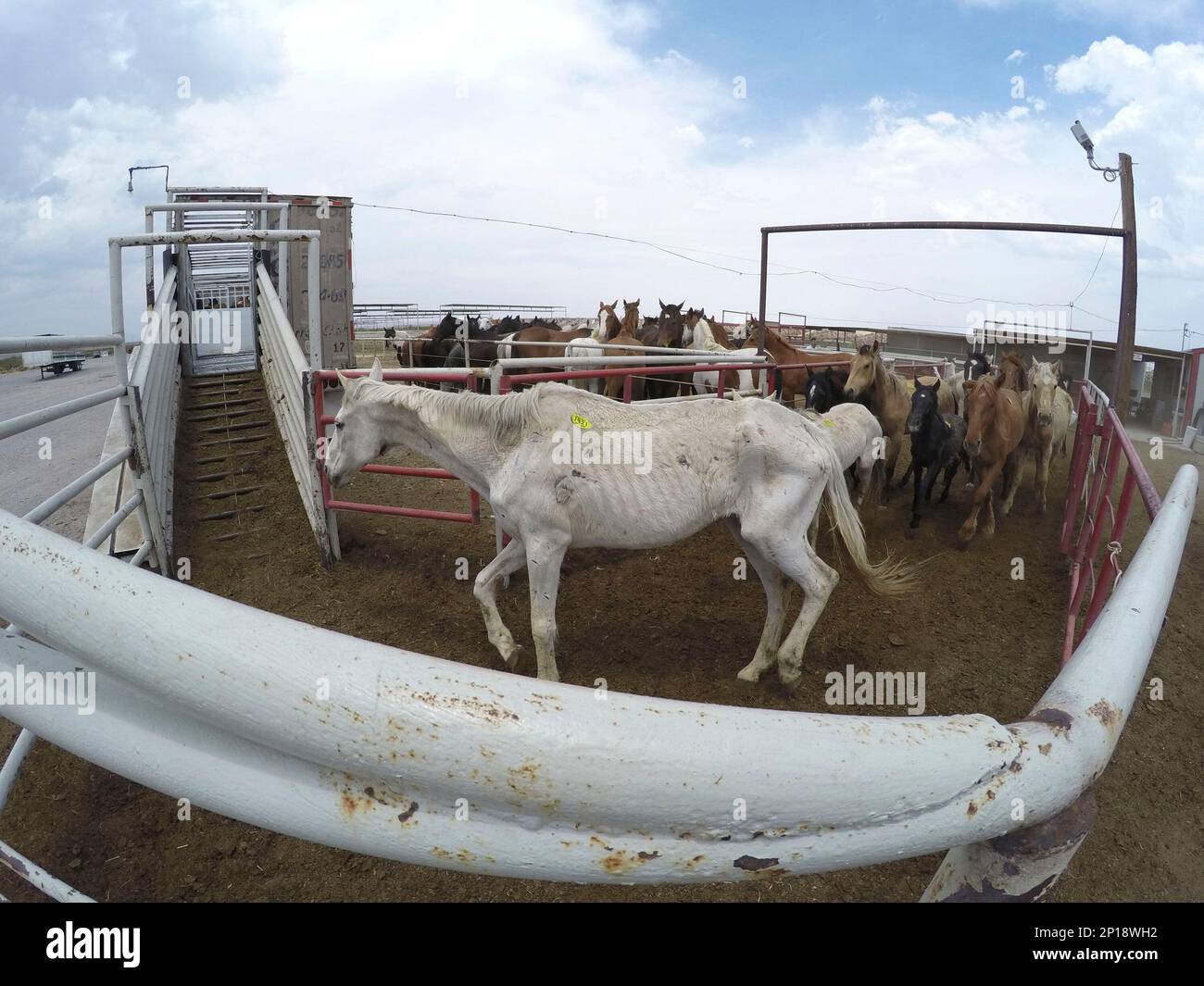 ADVANCE FOR SUNDAY JUNE 19 AND THEREAFTER In a Thursday, May 12, 2016 photo, horses bound for