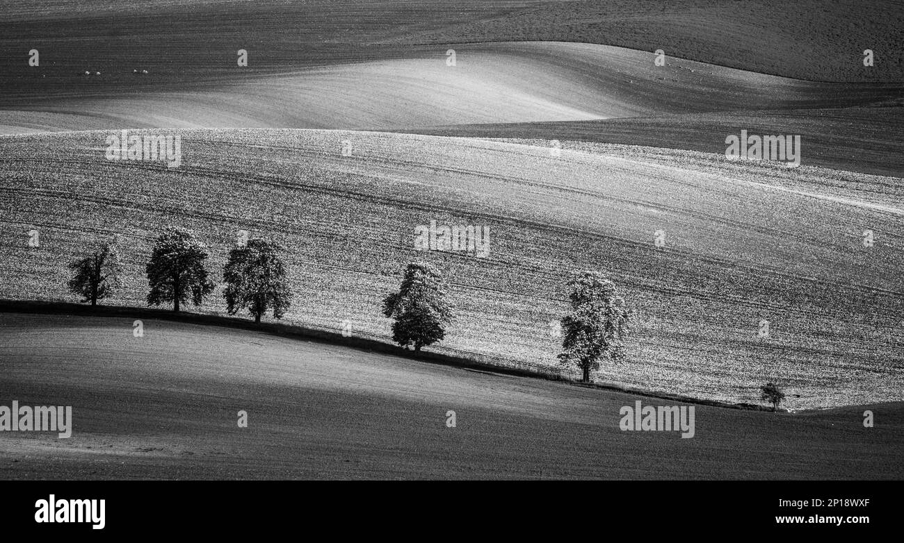Chestnut trees in wavy agricultural field of Moravian Tuscany. Czech Repulbic Black and white