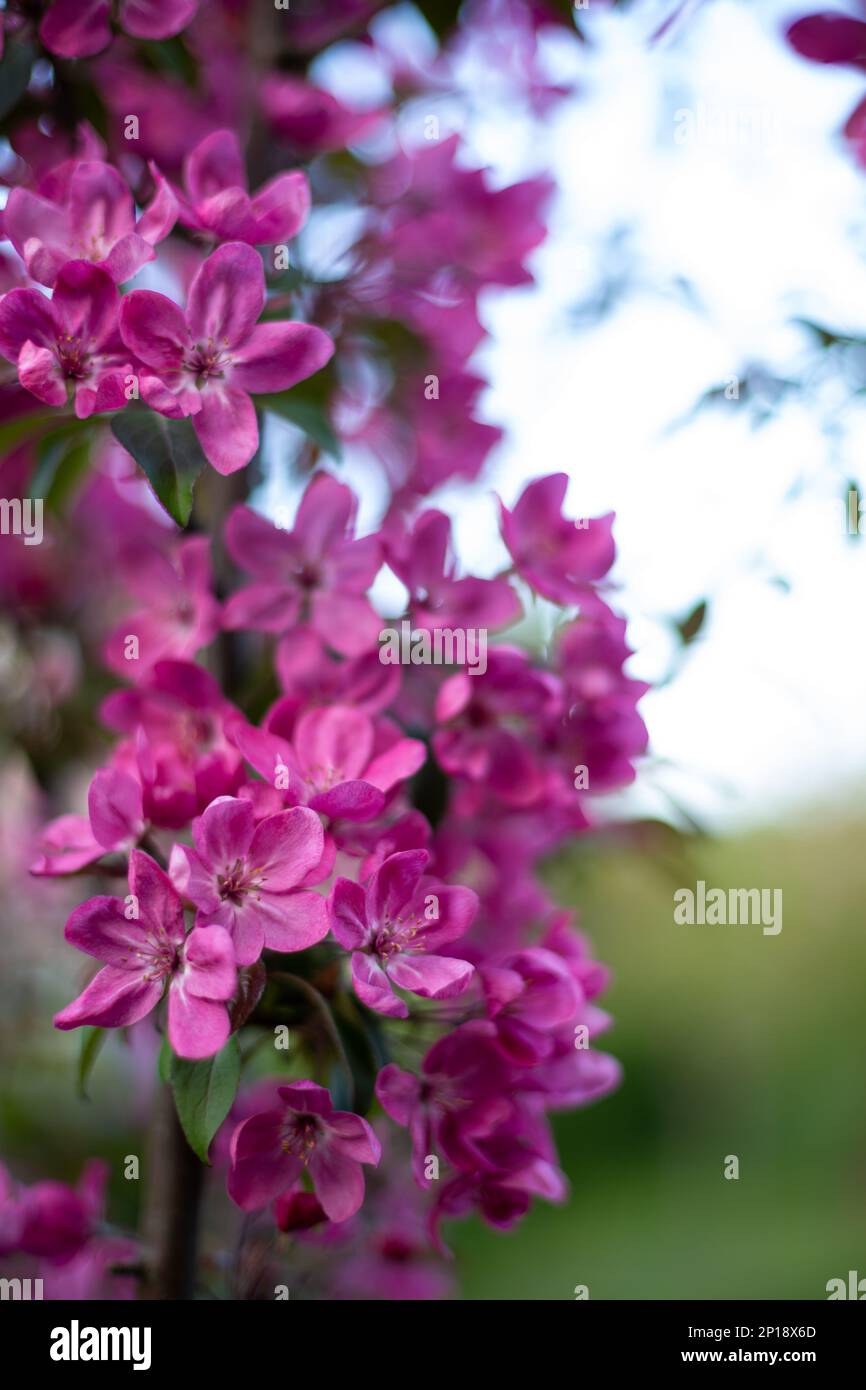 Close up of Spring nature background blooming fruit trees pink flowers Stock Photo
