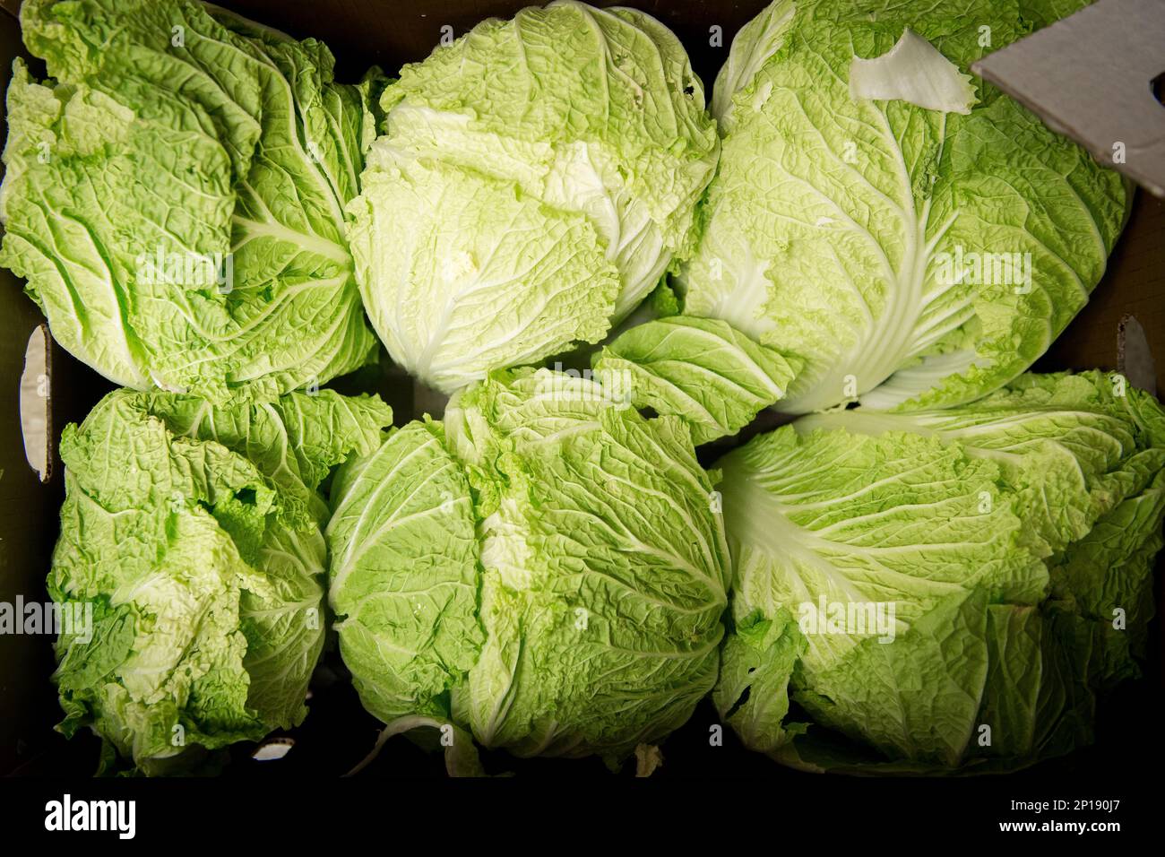 Box full of chinese cabbage Stock Photo - Alamy