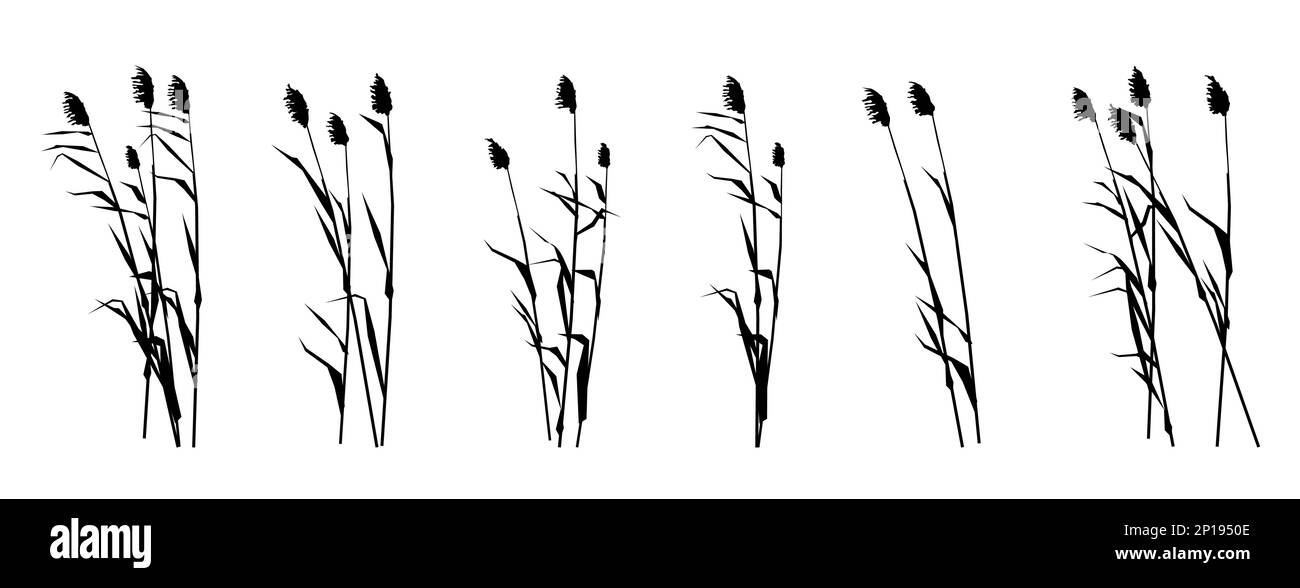 Set of reed shoots. Coastal reeds. Swamp landscape. View of the river bank. Silhouette picture. Isolated on white background. Vector. Stock Vector
