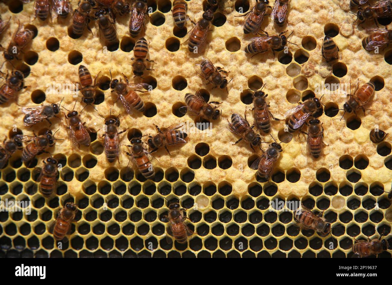 At Apple Blossom Honey Farm a nucleus bee hive of young Minnesota