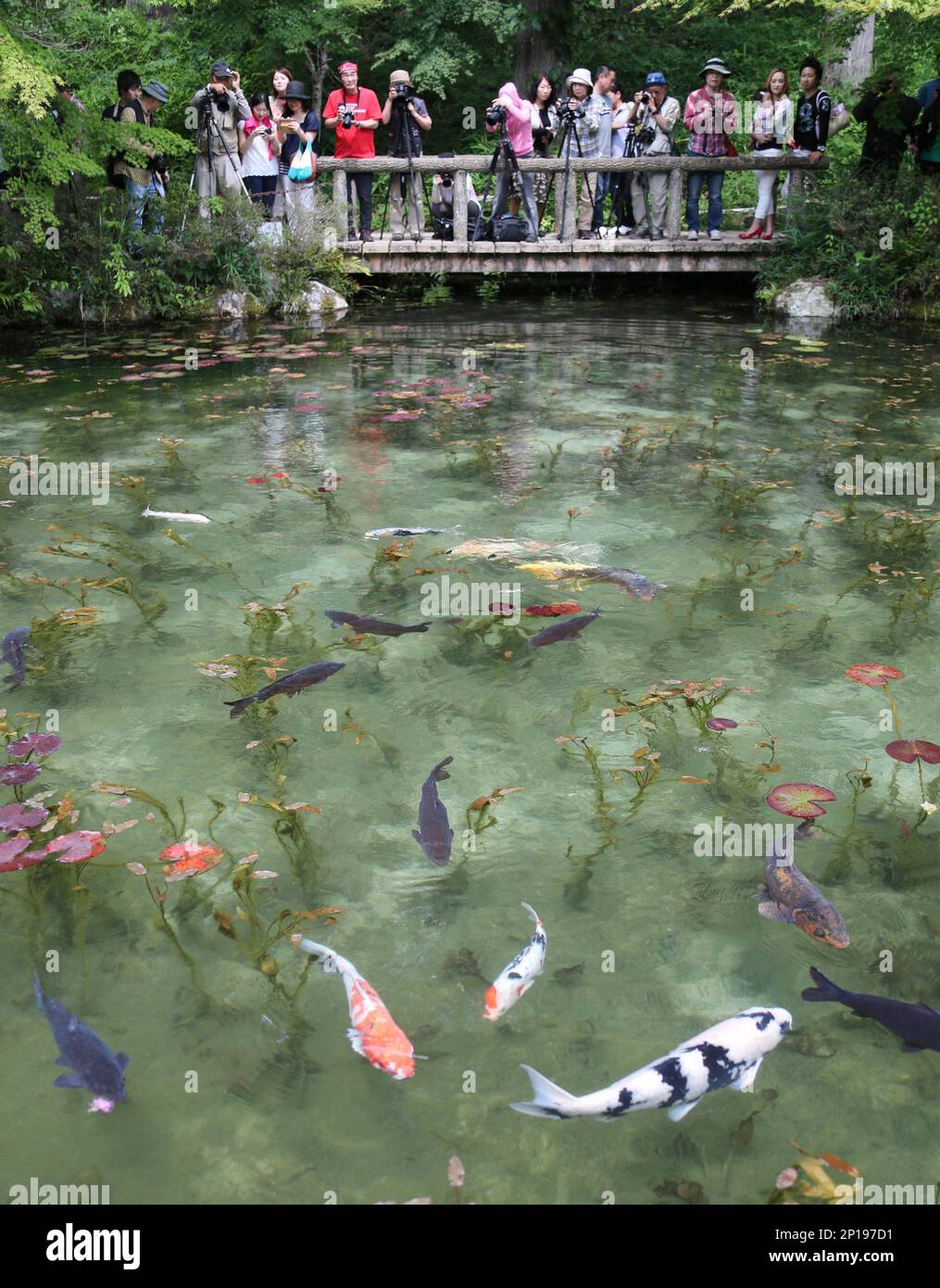 https://c8.alamy.com/comp/2P197D1/tourits-and-visitors-take-photographs-of-water-lilies-and-carps-in-the-pond-which-resembles-to-a-series-of-paintings-by-claude-monet-the-great-impressionist-in-seki-gifu-prefecture-on-june-12-2016-people-dub-the-pond-as-monet-pond-and-admired-the-picturesque-pond-the-yomiuri-shimbun-via-ap-images-2P197D1.jpg