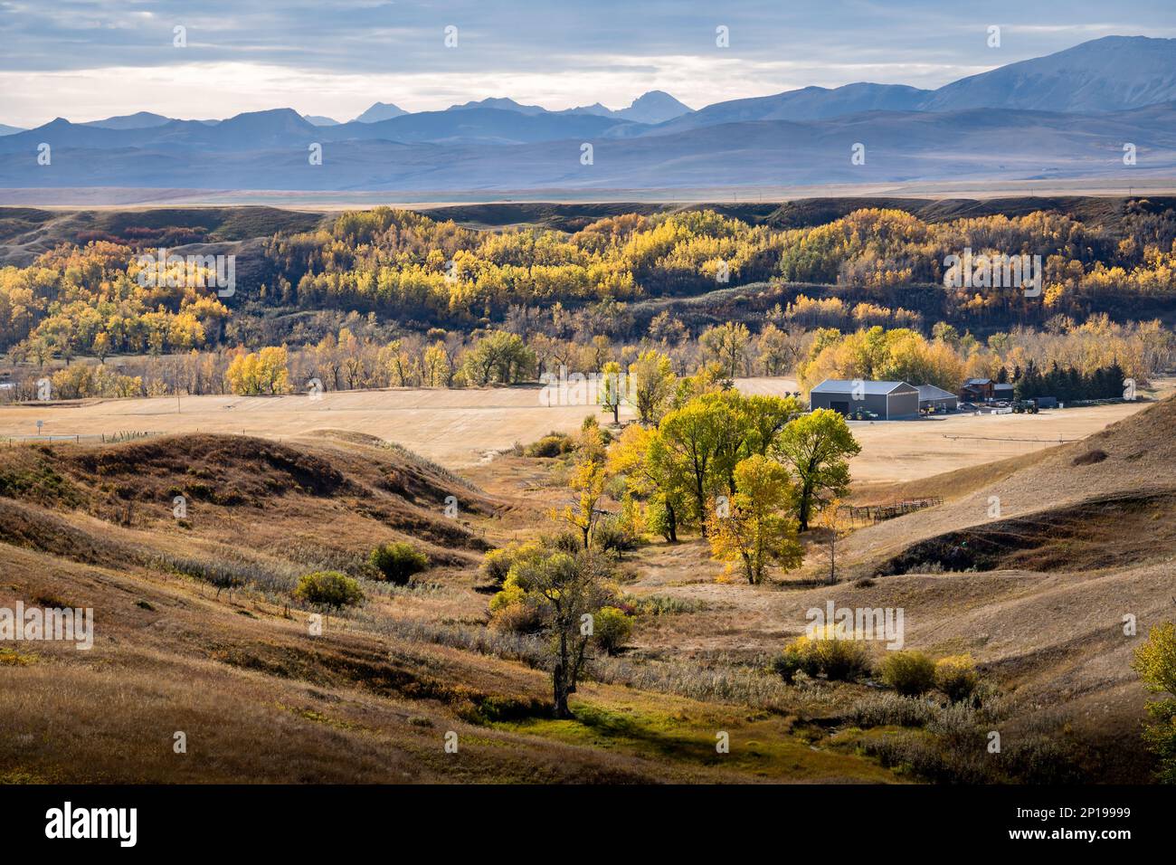 Autumn colours in a river valley overlooking the East Slopes of the Canadian Rocky Mountains and a working cattle ranch near Longview Alberta. Stock Photo