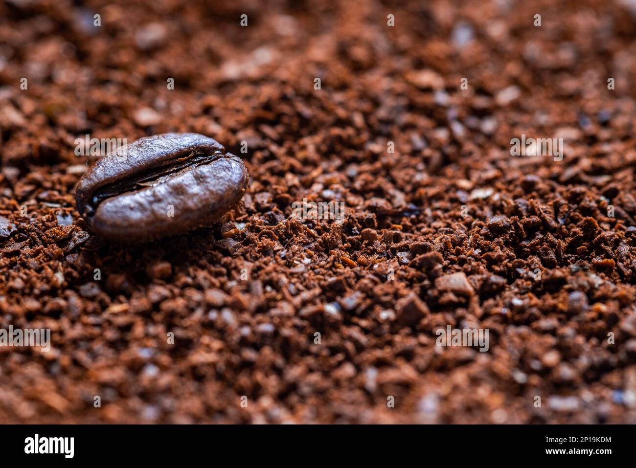 closeup of freshly ground coffee powder and a single coffee bean Stock
