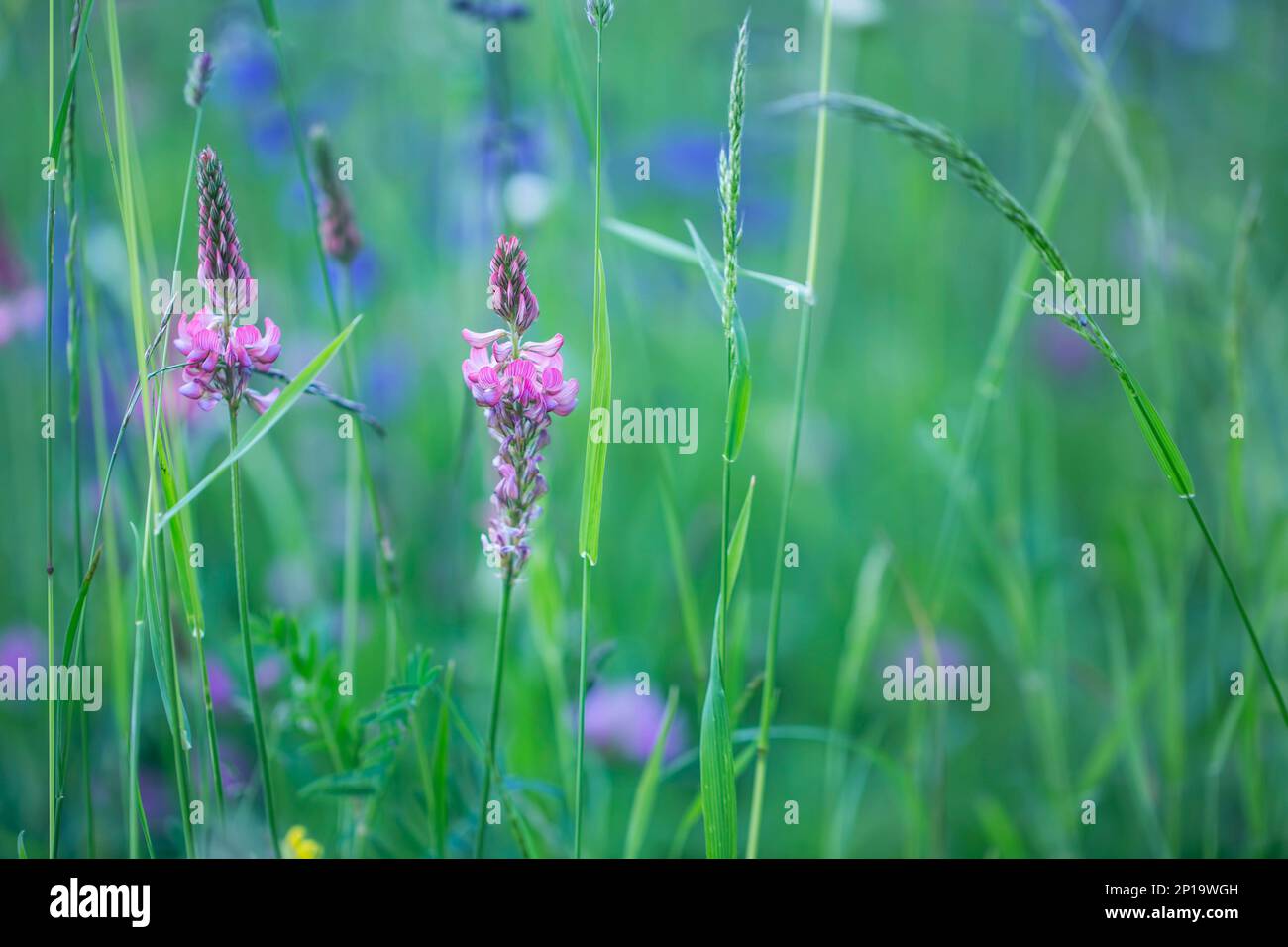 Beautiful spring flowers grass hi-res stock photography and images - Alamy