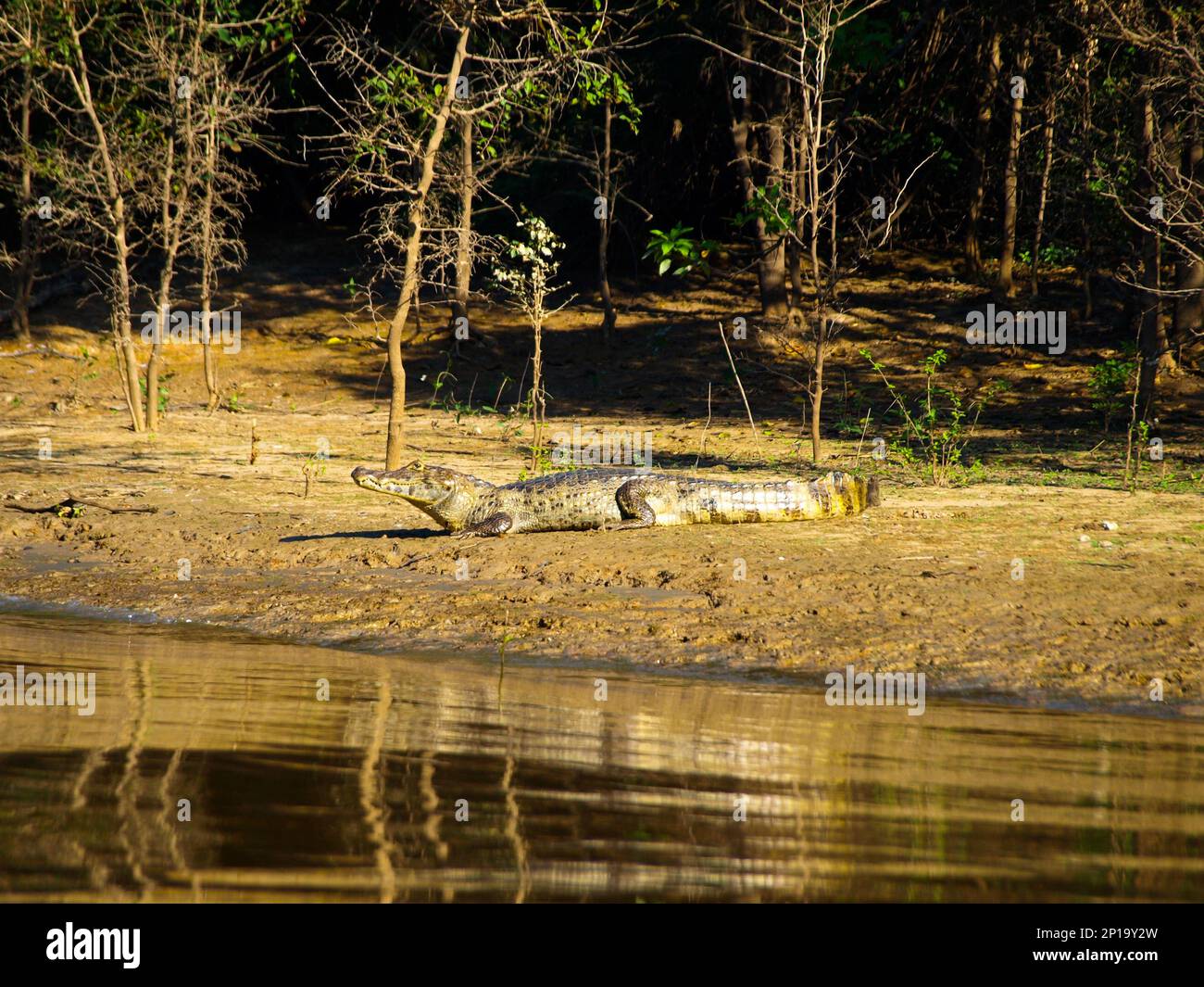 alligator-lying-on-a-river-bank-in-amazonia-bolivia-stock-photo-alamy