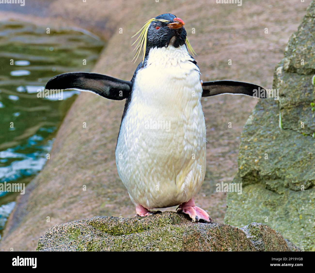 rockhopper Penguins singing in the rain. Second day of spring saw rain As the zoo and its animals made the best of it. Stock Photo