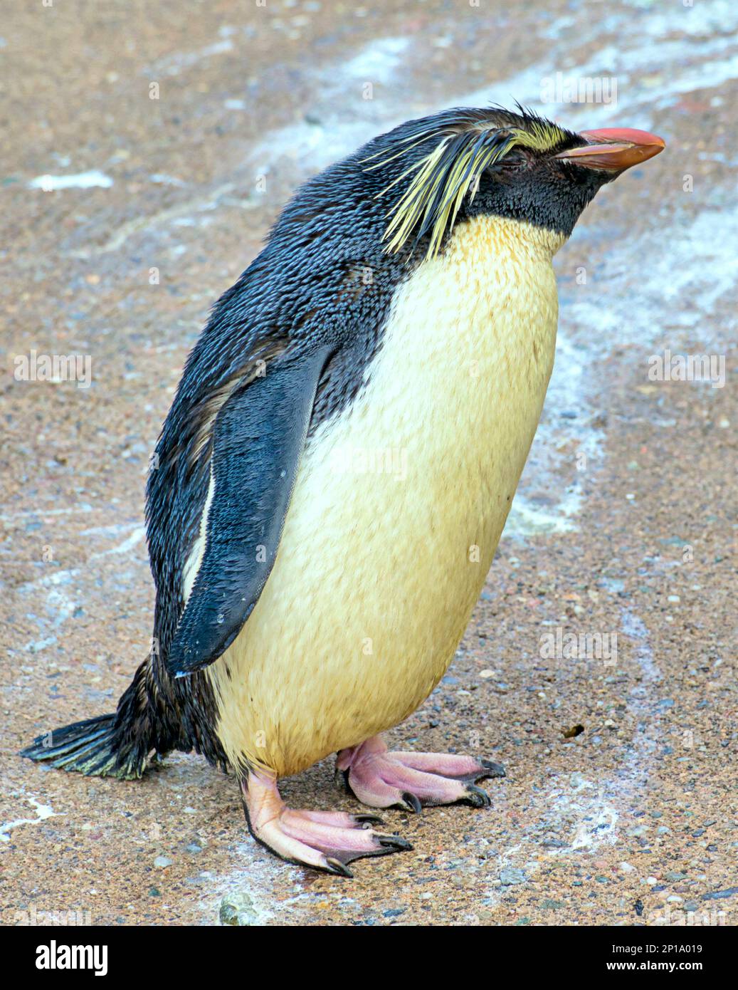 rockhopper Penguins singing in the rain. Second day of spring saw rain As the zoo and its animals made the best of it. Stock Photo