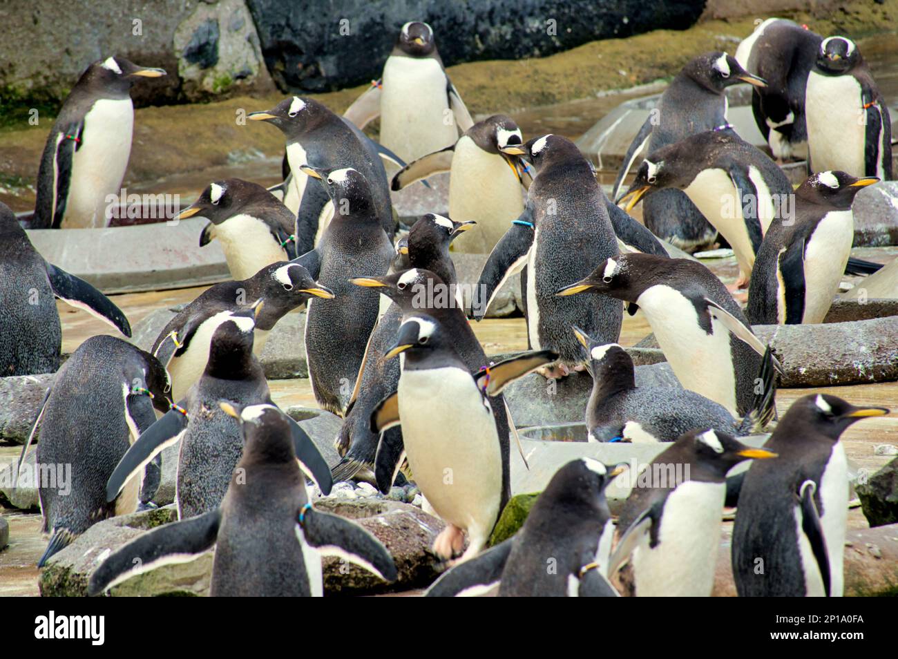 Gentoo Penguins singing in the rain. Stock Photo