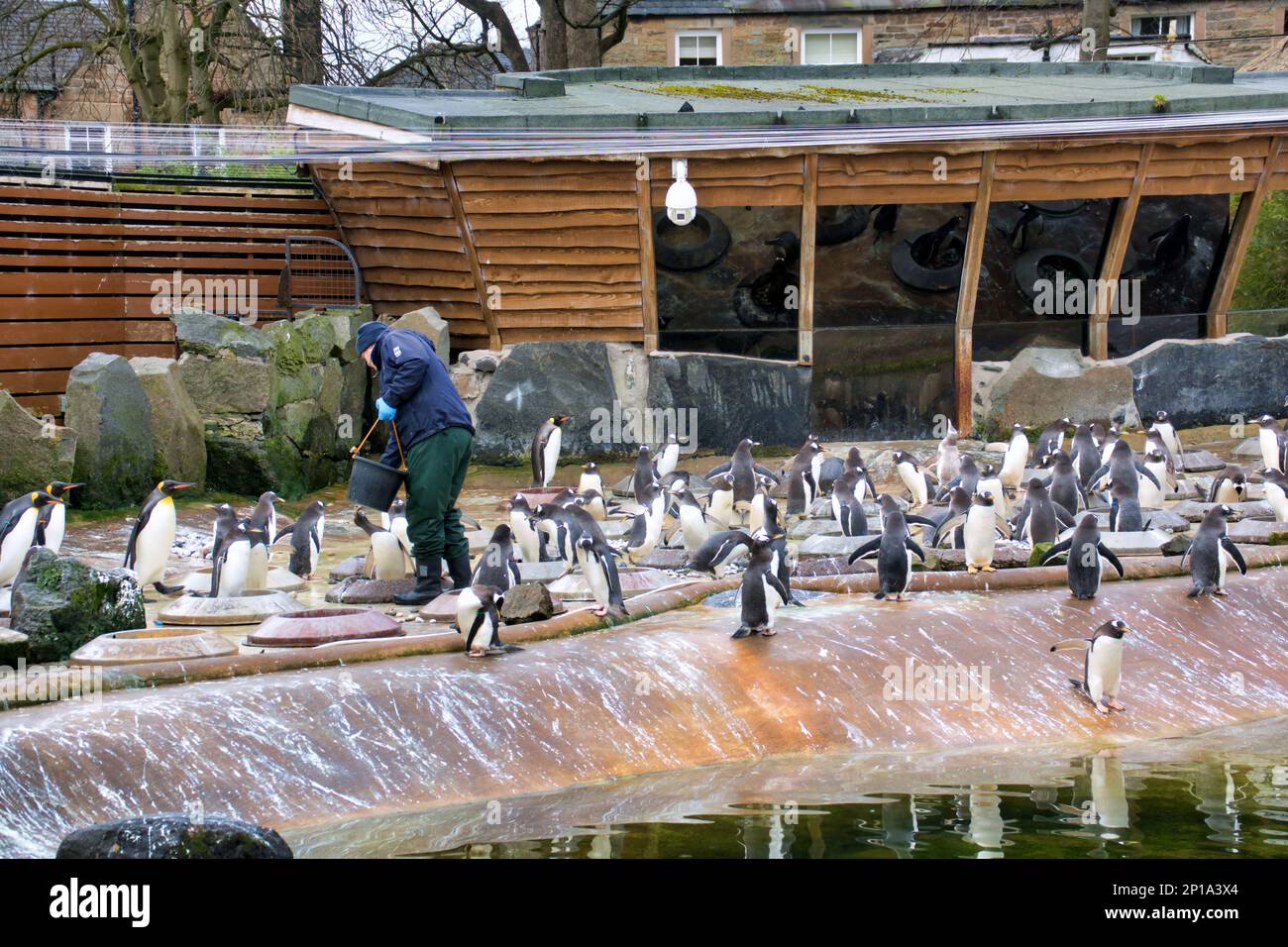 Gentoo and king  Penguins singing in the rain. Second day of spring saw rain As the zoo and its animals made the best Stock Photo