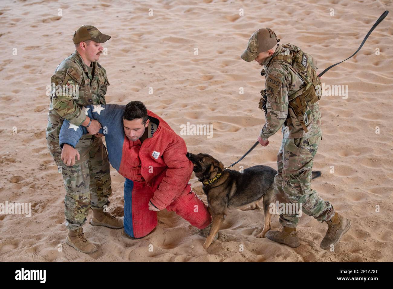 U.S. Air Force Tech. Sgt. Brendan Turner, 386th Expeditionary Security Forces Squadron kennel master, left, helps Cpl. Isaiah Coles, a Canadian Armed Forces member, center, to his feet, while U.S. Air Force Staff Sgt. Jibran Martin, a 386th ESFS Military Working Dog handler, right, gets MWD Mark to release his bite during a MWD bite demonstration at Ali Al Salem Air Base, Kuwait, Feb. 16, 2023. The MWDs at AASAB are dual purpose detection and patrol dogs and AASAB is the largest hub for sending MWDs in and out of U.S. Central Command’s area of responsibility. The 386th ESFS does demonstrations Stock Photo