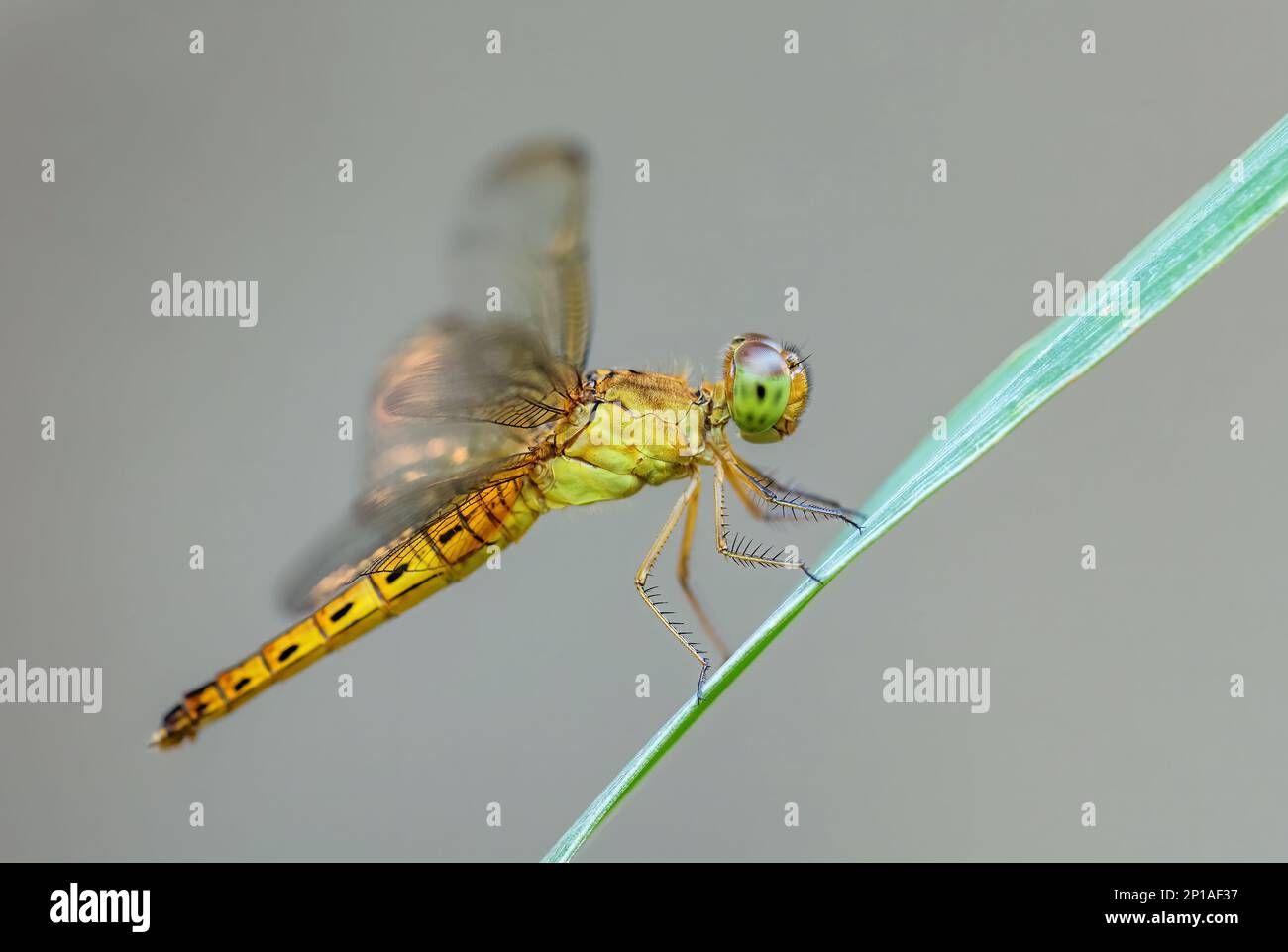 Libélula – Wikipédia, a enciclopédia livre, image size:1300x961