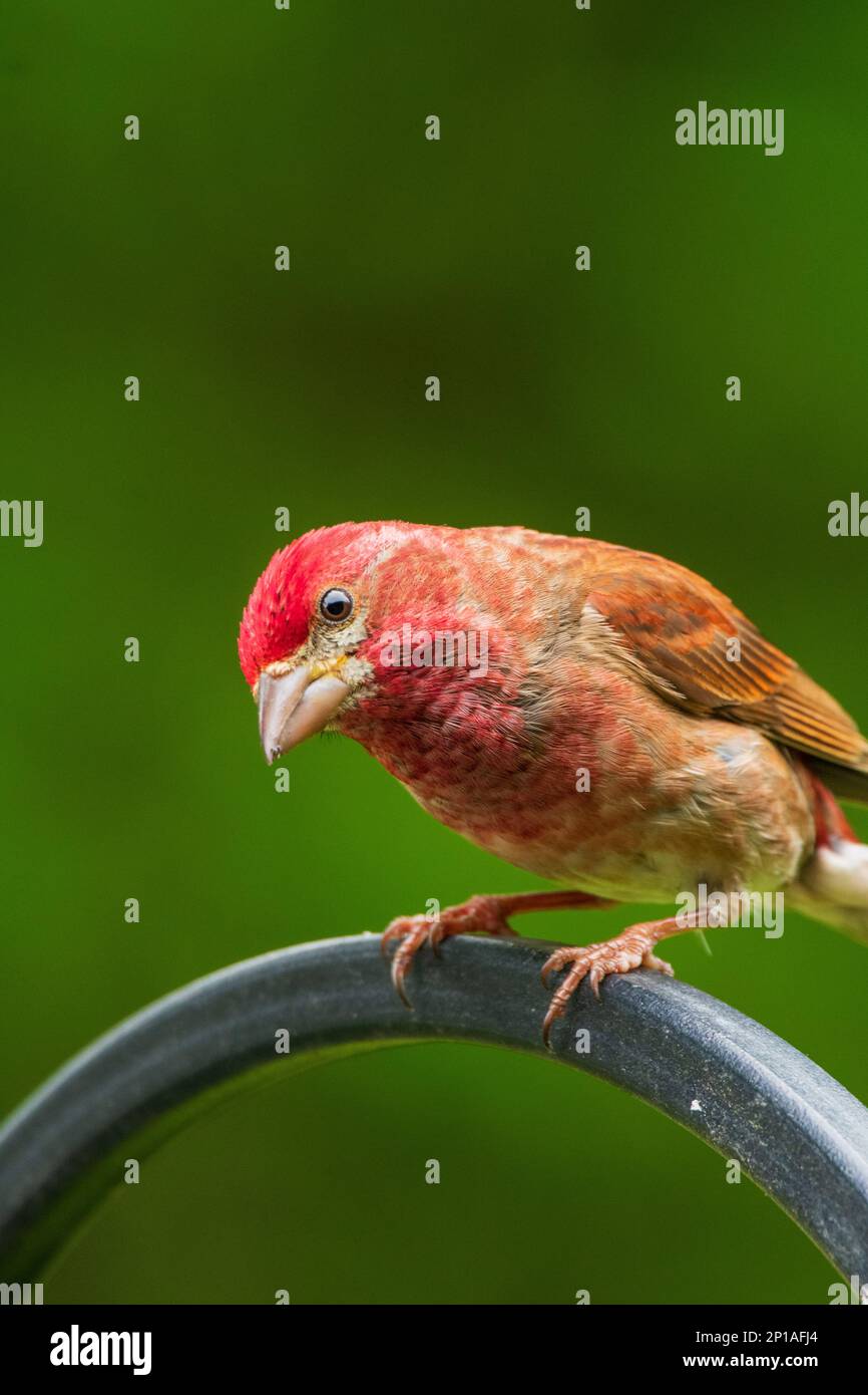 Curious red finch sits on feeder with bokeh Stock Photo - Alamy
