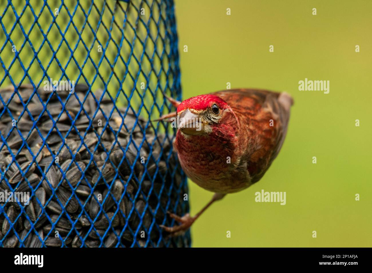 Curious red finch sits on feeder with bokeh Stock Photo - Alamy