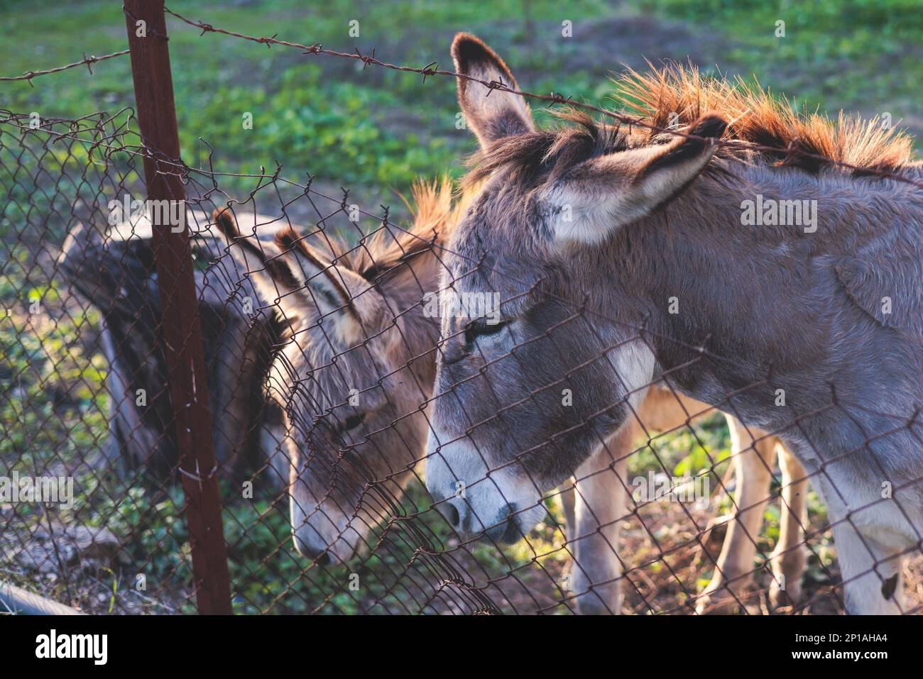Portrait of a Donkey on a farm, a herd drove group of beautiful adult and baby Donkeys pasturing
