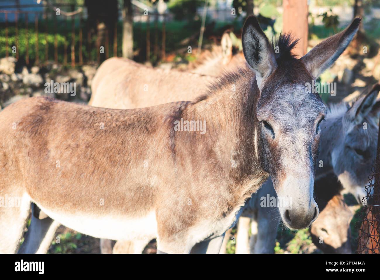 Portrait of a Donkey on a farm, a herd drove group of beautiful adult and baby Donkeys pasturing