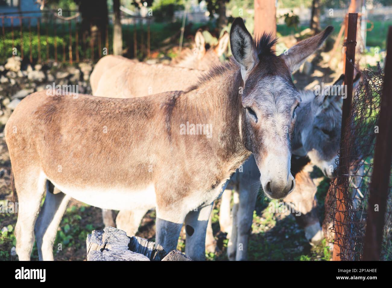 Portrait of a Donkey on a farm, a herd drove group of beautiful adult and baby Donkeys pasturing