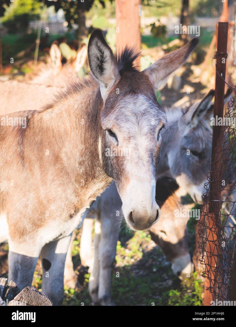 Portrait of a Donkey on a farm, a herd drove group of beautiful adult