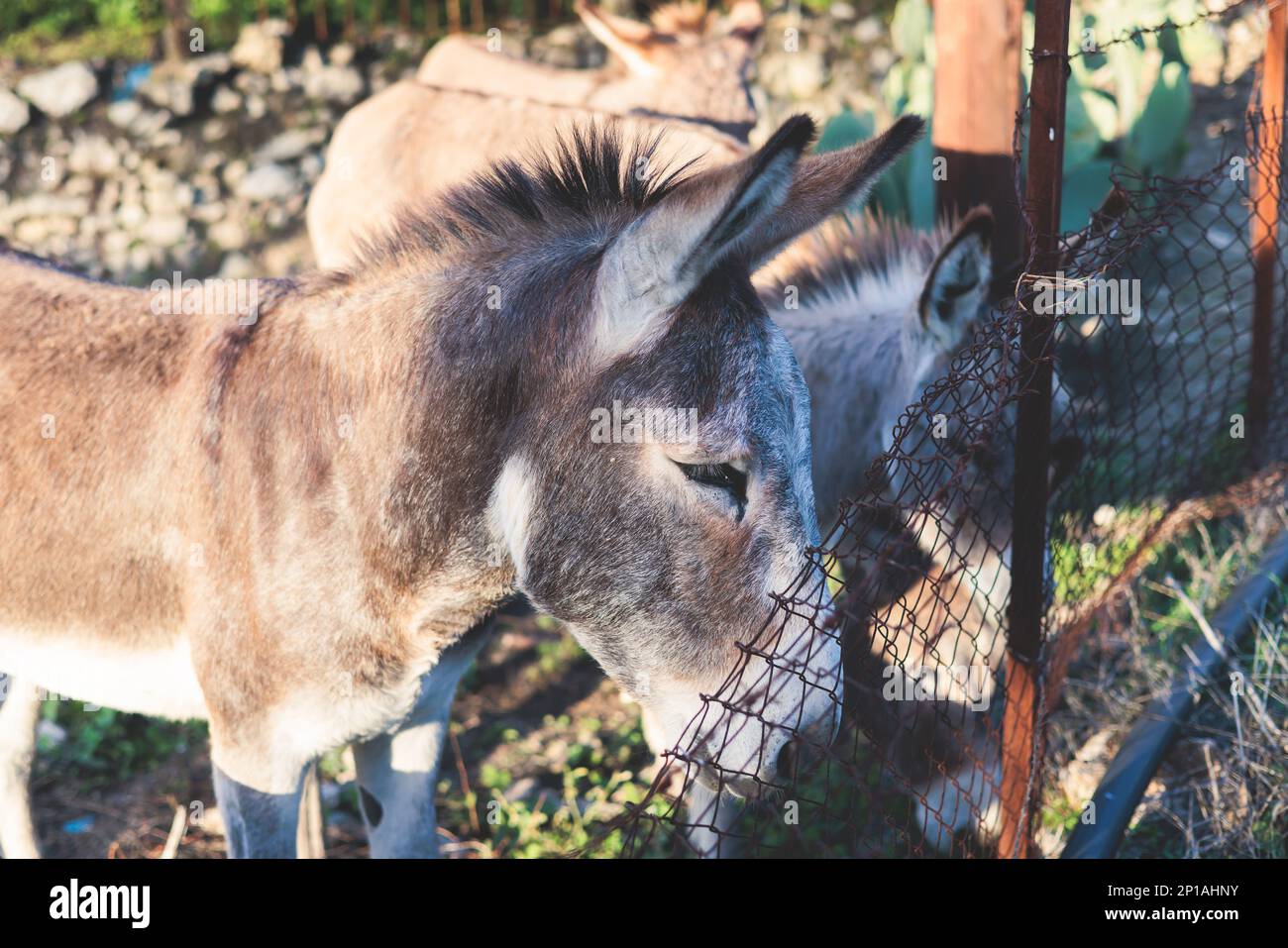 Portrait of a Donkey on a farm, a herd drove group of beautiful adult and baby Donkeys pasturing
