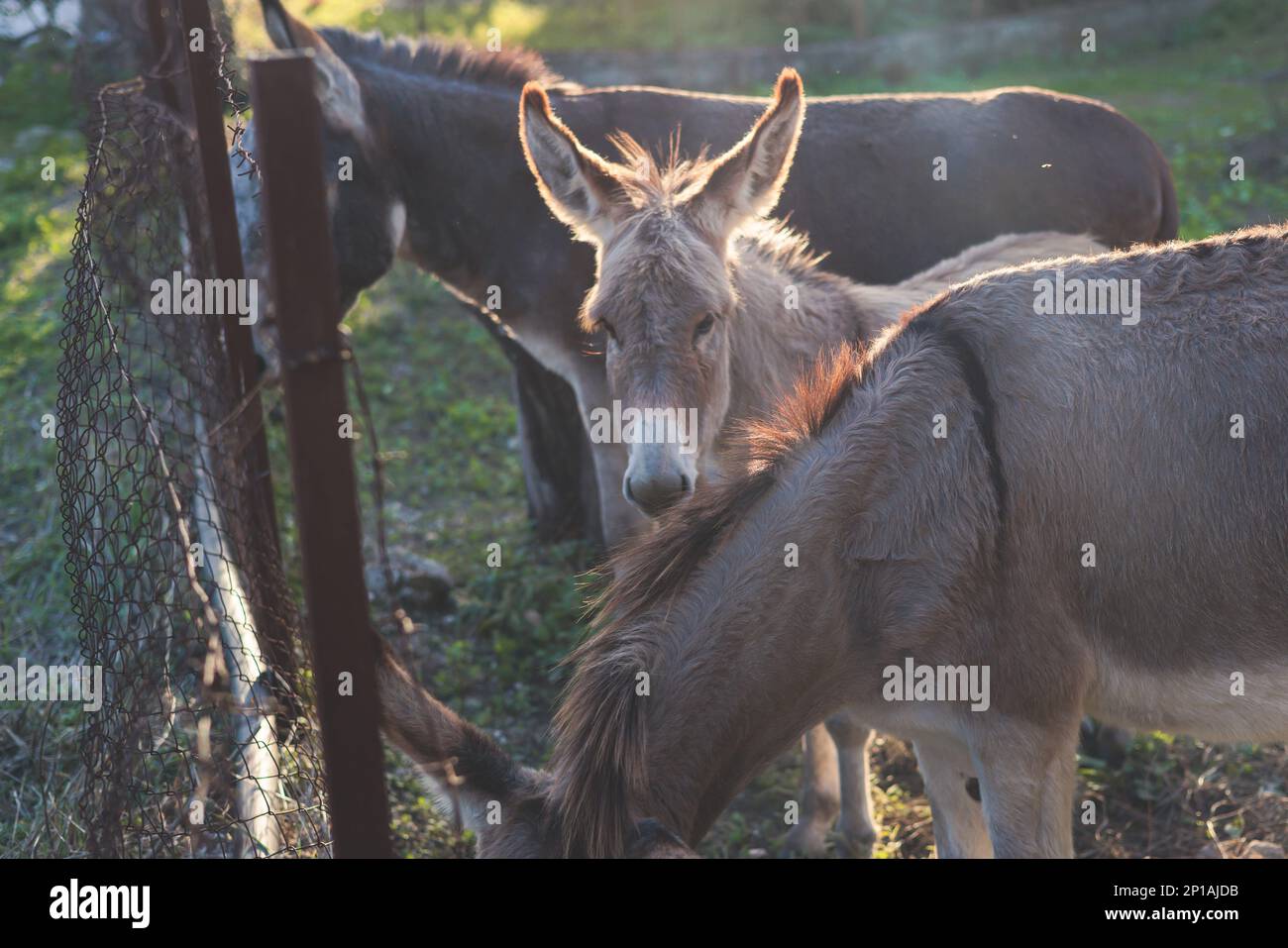 Portrait of a Donkey on a farm, a herd drove group of beautiful adult