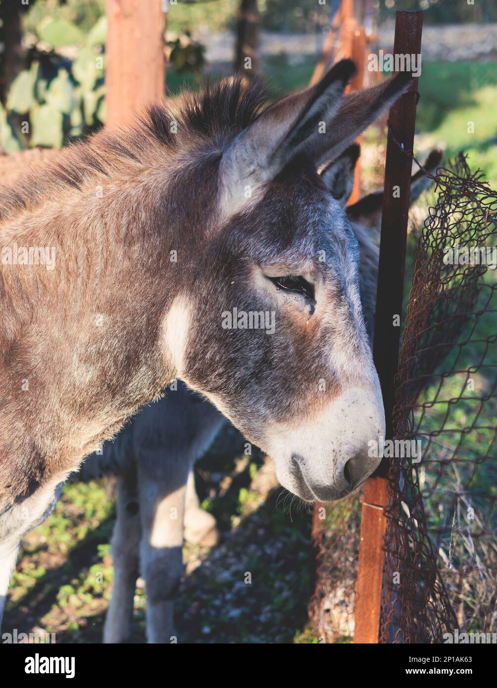 Portrait of a Donkey on a farm, a herd drove group of beautiful adult and baby Donkeys pasturing