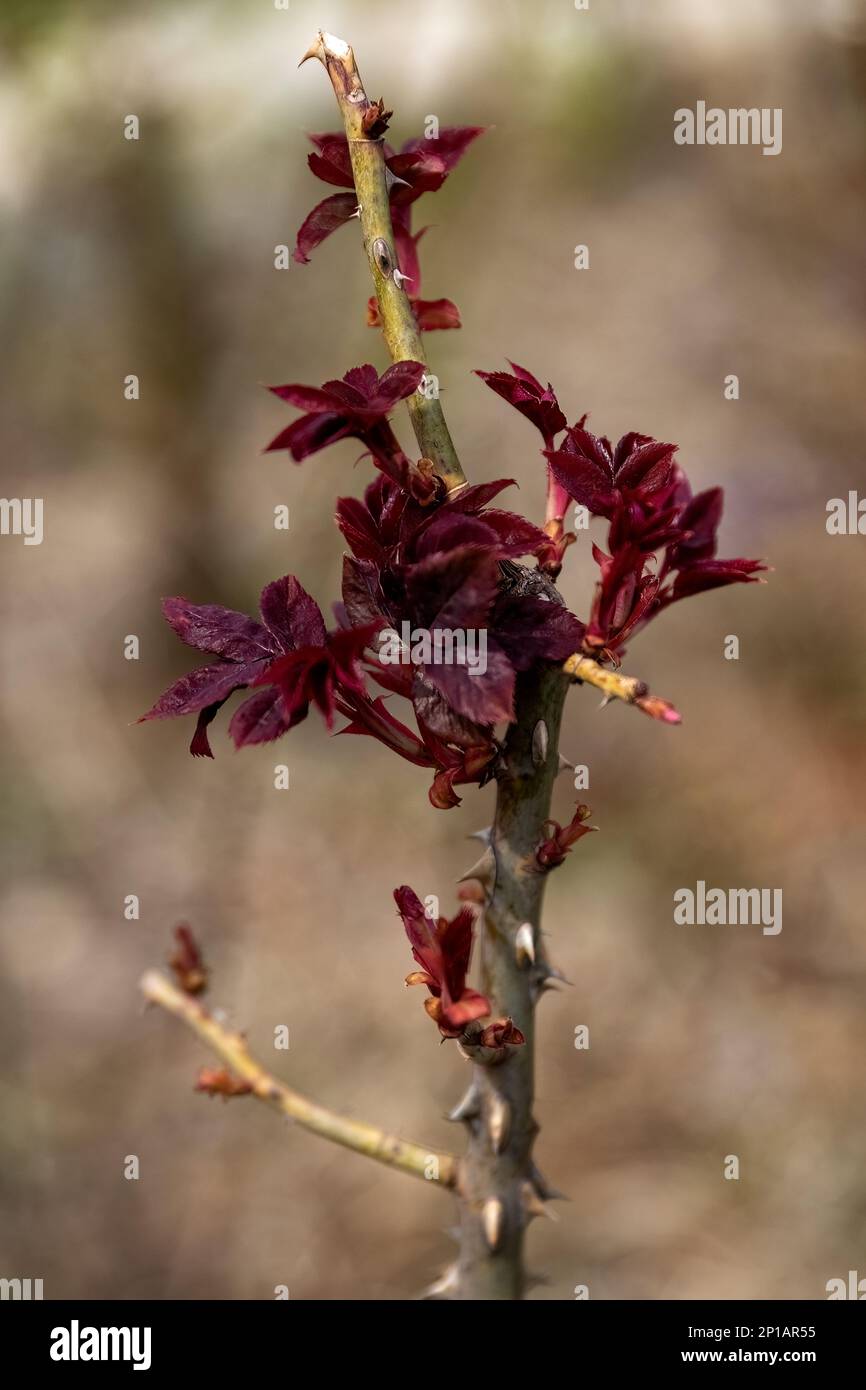Rose bush cuttings method preparation for reproduction Stock Photo Alamy