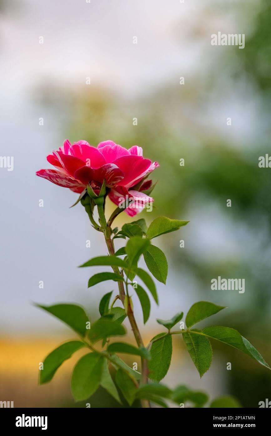 Gallica rose rosa mundi hi-res stock photography and images - Alamy