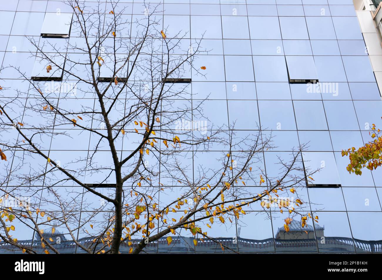 Tree and building reflected in the glass facade of a modern building in ...