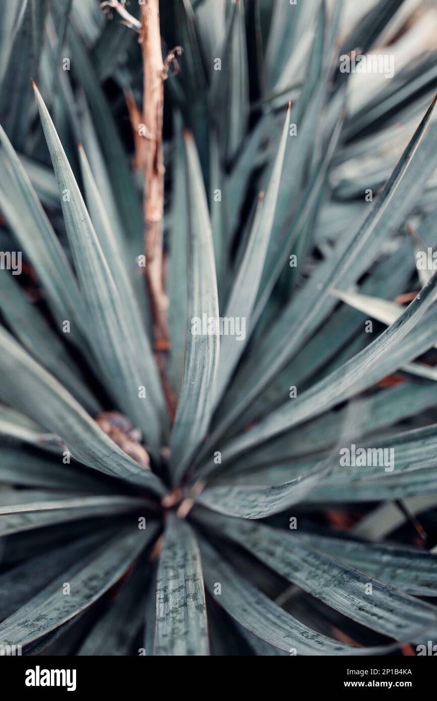 Agave tequilana, commonly called blue agave (agave azul) or tequila agave plants on a garden