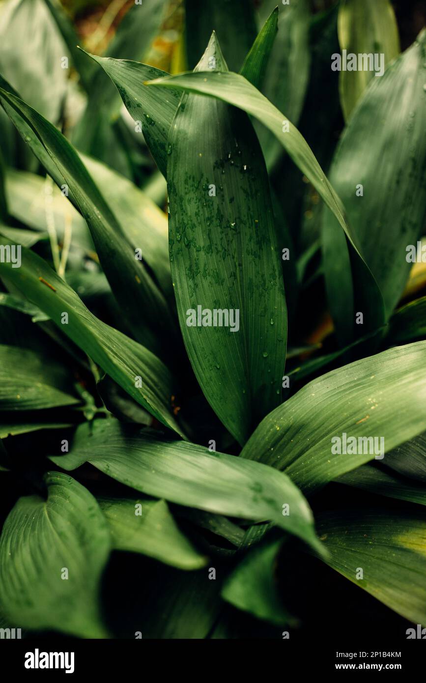 Closeup shot blooming wet hi-res stock photography and images - Alamy