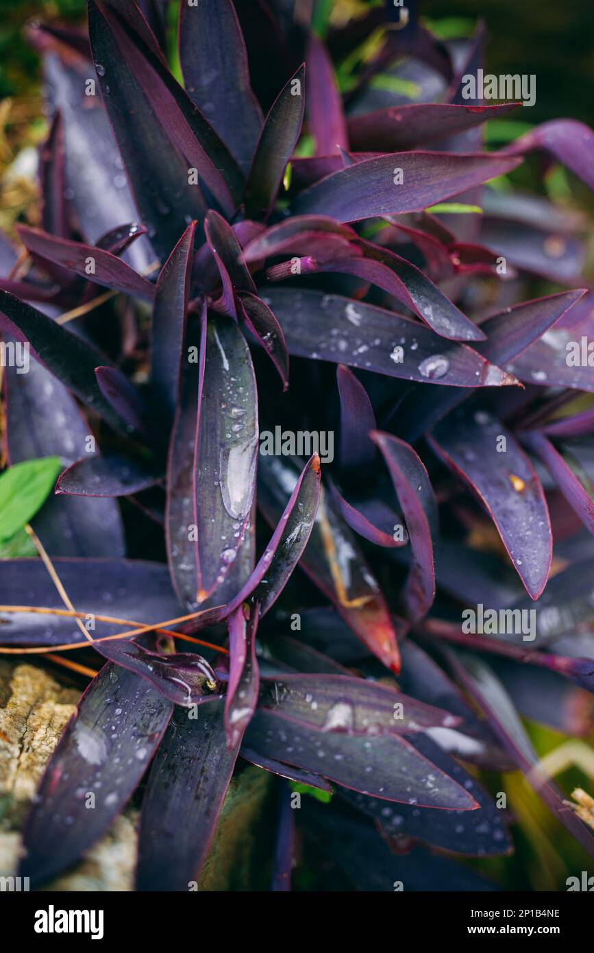 Closeup of  purple Flower of Tradescantia pallida or Purple Heart Spiderwort plant , with rain drops Stock Photo