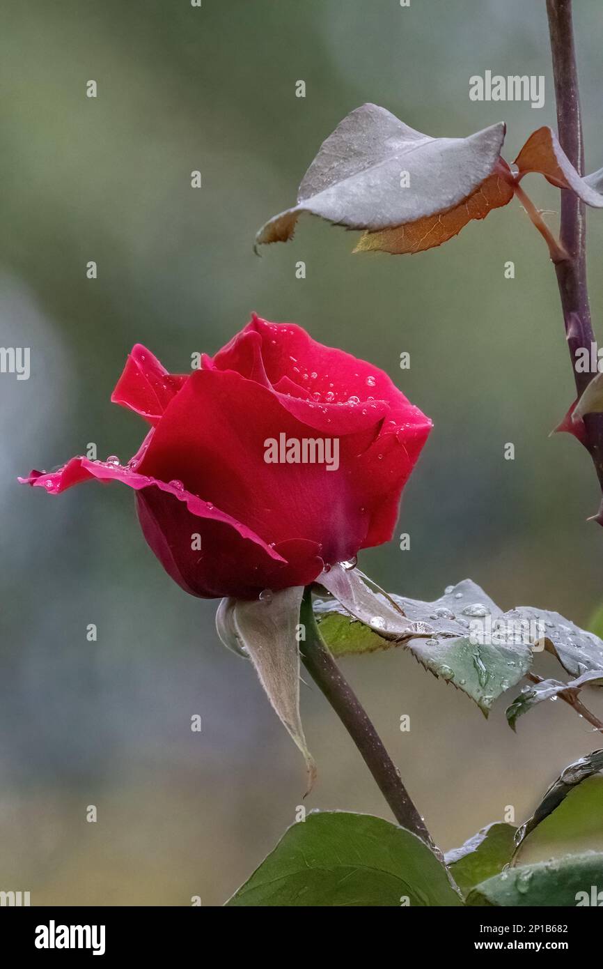 Rosa cinnamomea or cinnamon rose red flower with rain drops in the garden design Stock Photo