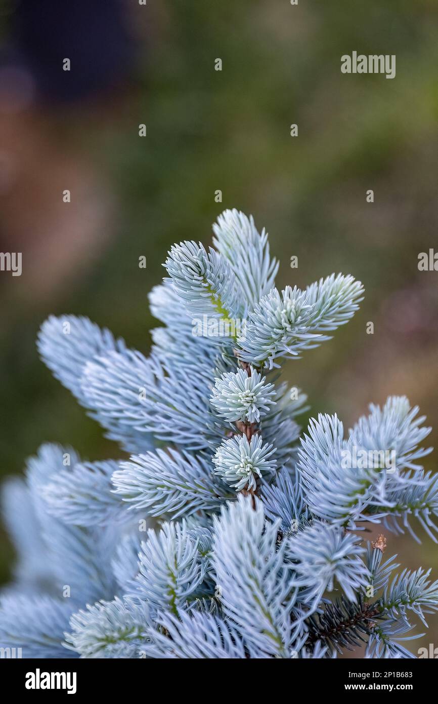 Blue spruce or Picea pungens in the garden design selective focus Stock Photo