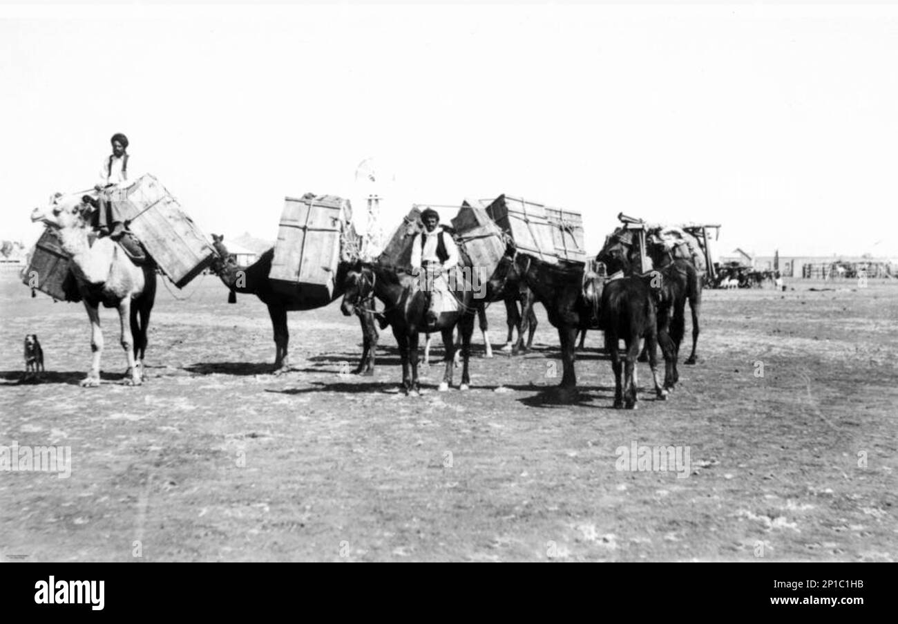 Horse and camel team, Cloncurry, Queensland, Australia, circa. 1904. Many mines in the Selwyn and Argylla Ranges were inaccessible to wheeled vehicles, but camels were sturdier than horses or bullocks and did not require an established track to follow. The teams were operated by Afghani drivers. Afghan camps in the Clocurry area existed at Coppermine Creek, where a mosque was situated, and at Duchess, Rosebud and Urquhart siding Stock Photo