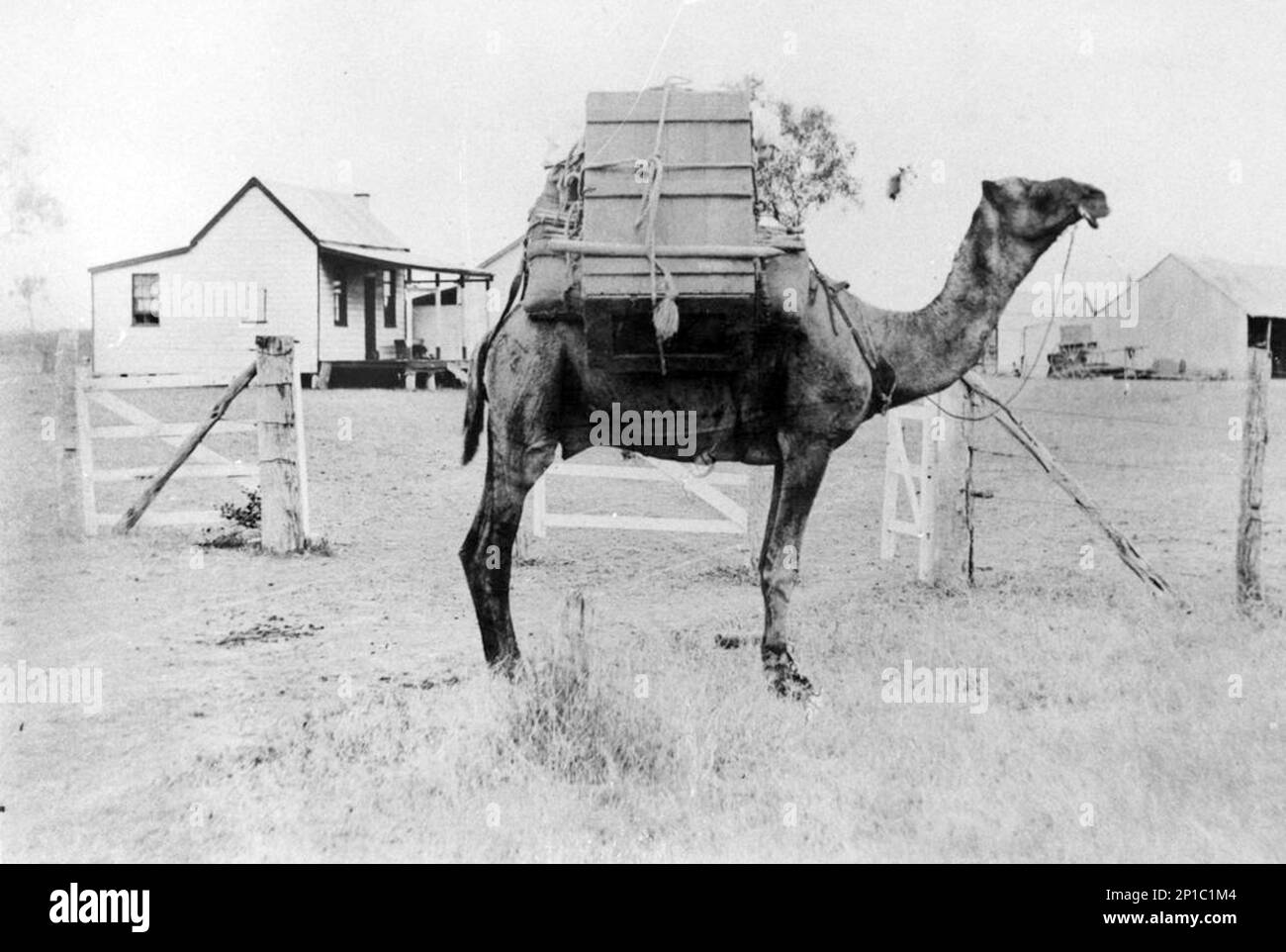 Petti Khan's Camel at Canobie Station, Queensland, Australia; Ca. 1895. At the time of this photograph, the women in the Queensland outback looked forward to the visit of the Afghan camelleers and hawkers. They brought news, haberdashery and household items. By 1901 there were estimated to be between 2000 and 4000 cameleers in Australia. This first generation of Muslims journeyed from India and Afghanistan, although they were generally referred to as Afghans. Stock Photo
