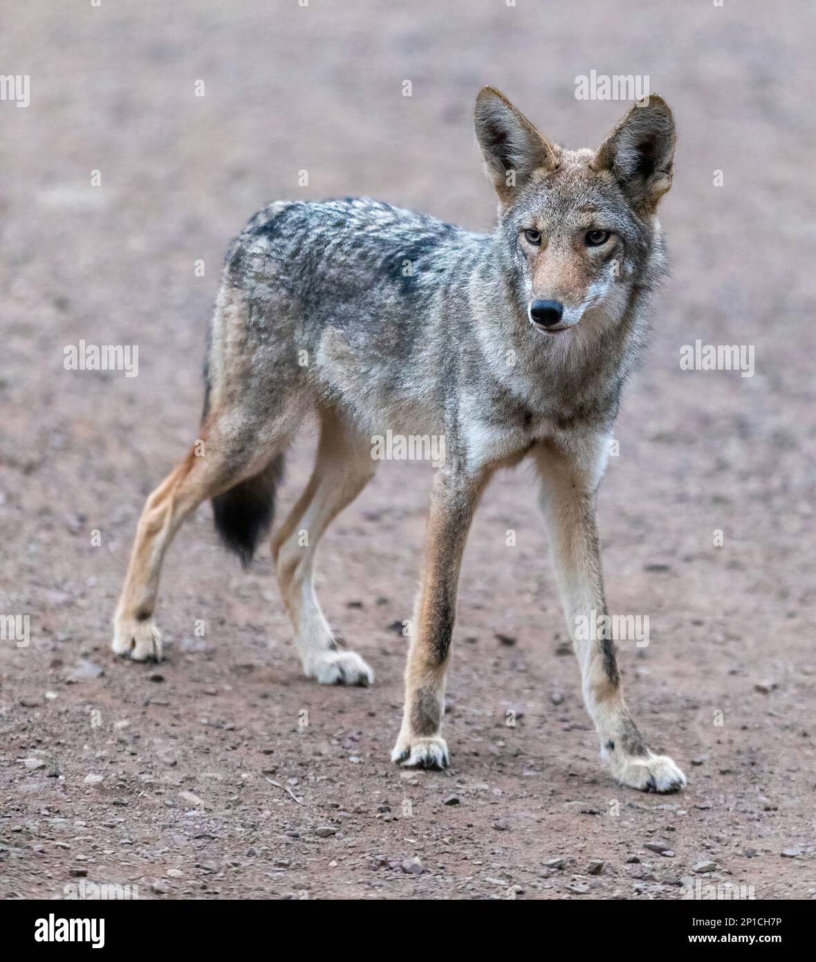 Suspicious Coyote Portrait. Marin Headlands, Marin County, California, USA. Stock Photo