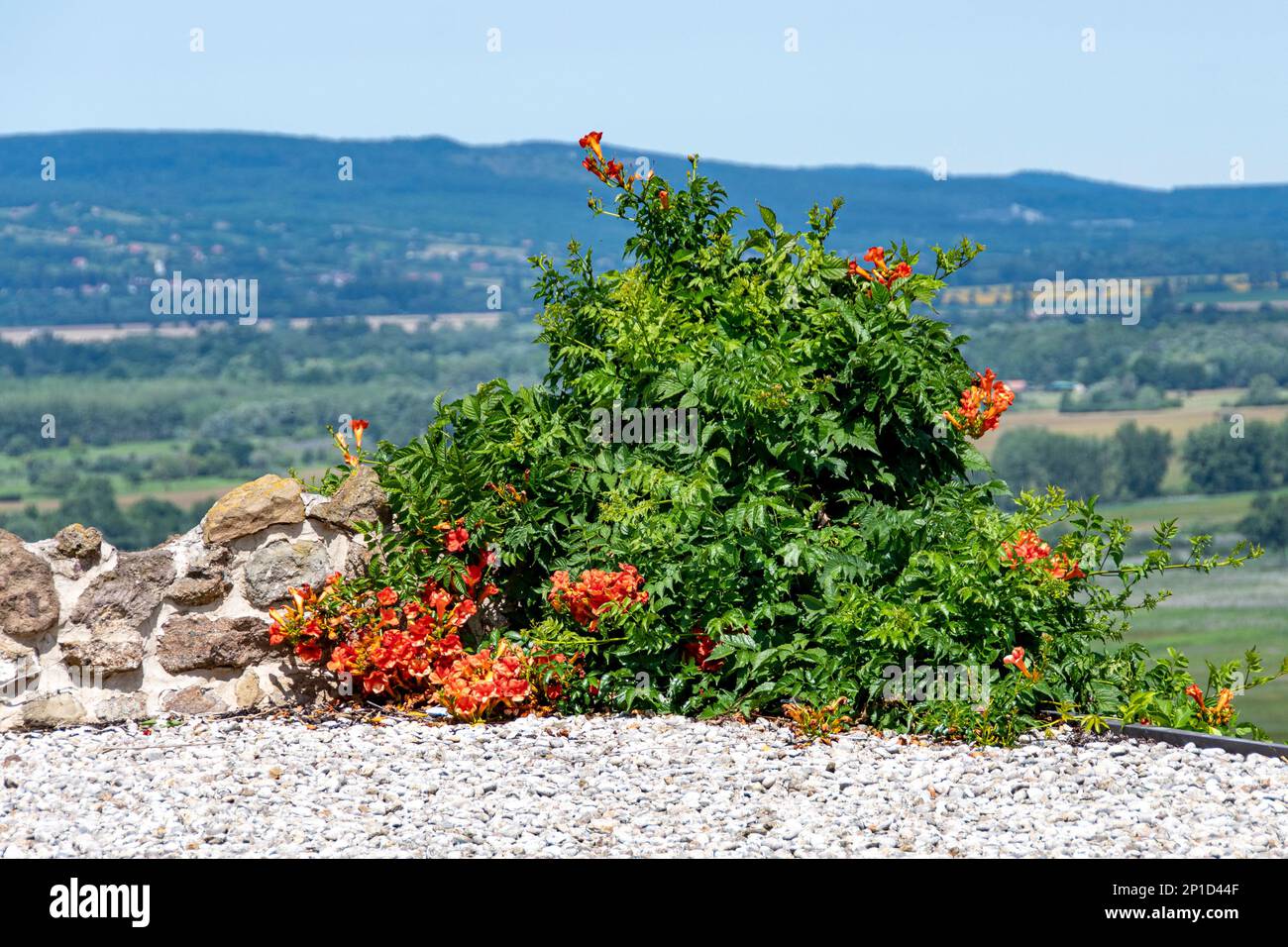 Blooming Trumpet Vine (Campsis radicans) in stone yard in summer Stock Photo