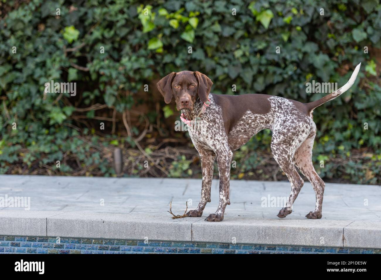 Cute German Shorthaired Pointer in the backyard Stock Photo